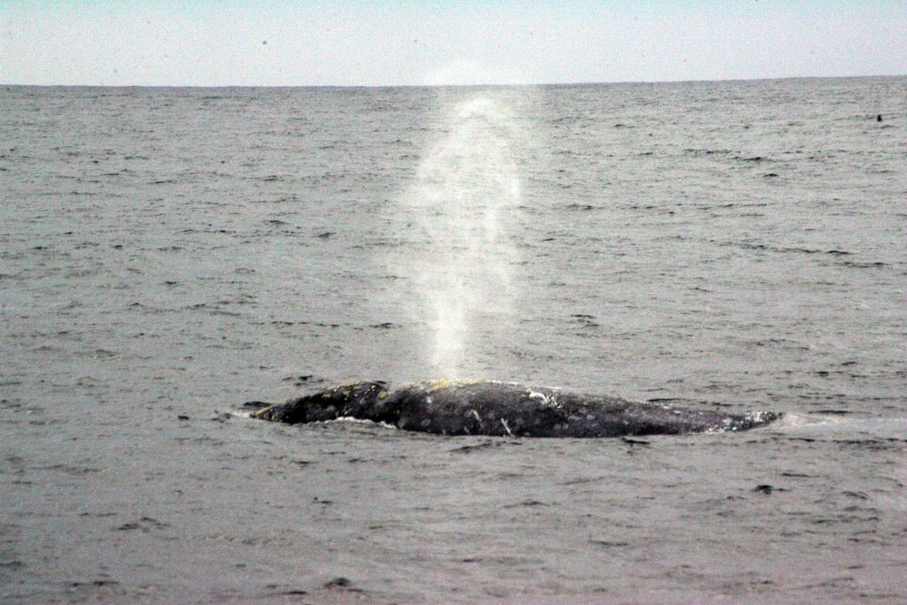 Charla interactiva sobre las ballenas