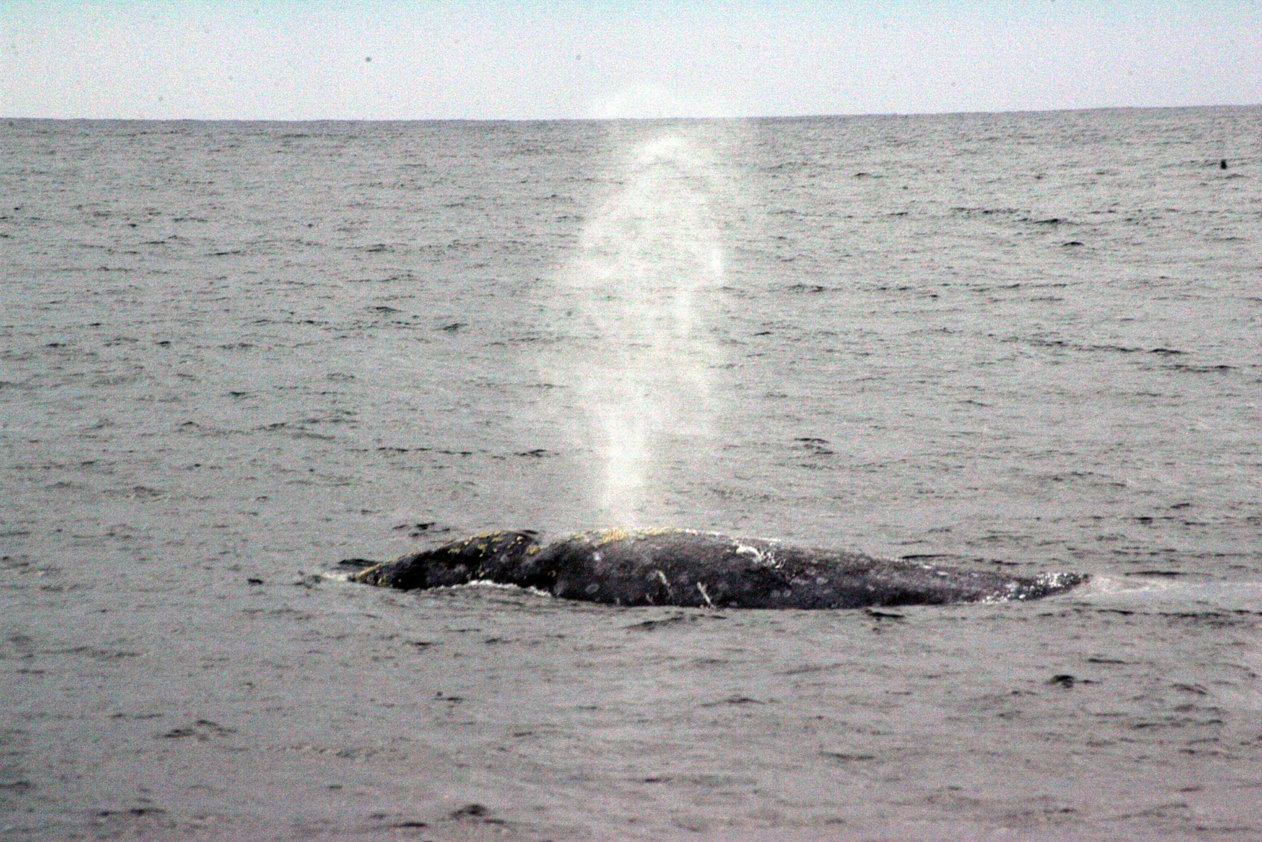 Charla interactiva sobre las ballenas